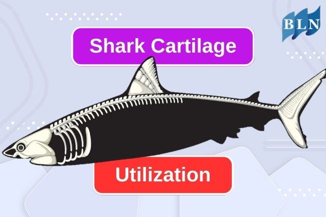 Here Are 5 Uses Of Shark Cartilage For Humans